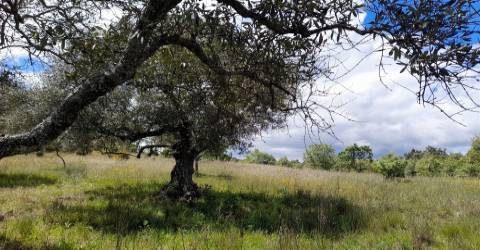 Quinta Feijoeira - 9.8ha - Quintas da Torre - Fundão - Portugal