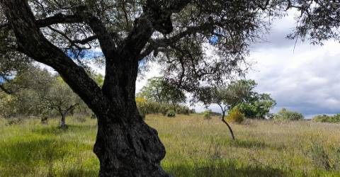 Quinta Feijoeira - 9.8ha - Quintas da Torre - Fundão - Portugal