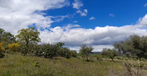Quinta Feijoeira - 9.8ha - Quintas da Torre - Fundão - Portugal