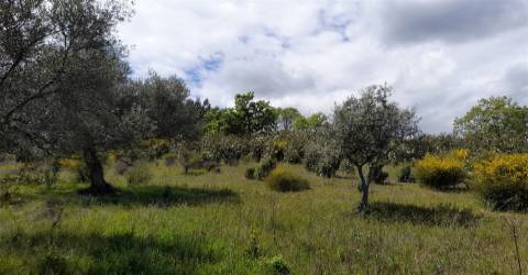 Quinta Feijoeira - 9.8ha - Quintas da Torre - Fundão - Portugal