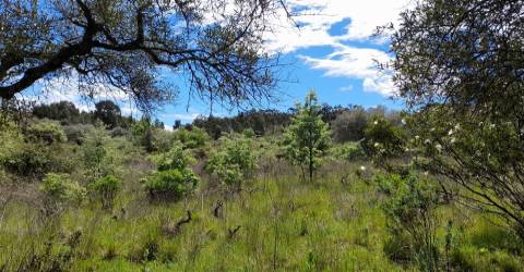 Quinta Feijoeira - 9.8ha - Quintas da Torre - Fundão - Portugal