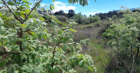 Quinta Feijoeira - 9.8ha - Quintas da Torre - Fundão - Portugal