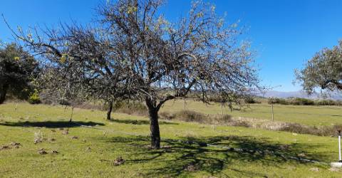 Quinta com 3.3ha no Telhado, Fundão - Portugal