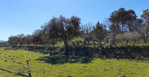 Quinta com 3.3ha no Telhado, Fundão - Portugal