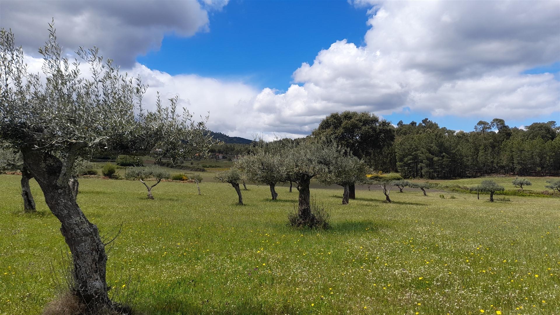 Quinta  com 2,14Ha em Quintas da Torre, Fundão - Portugal