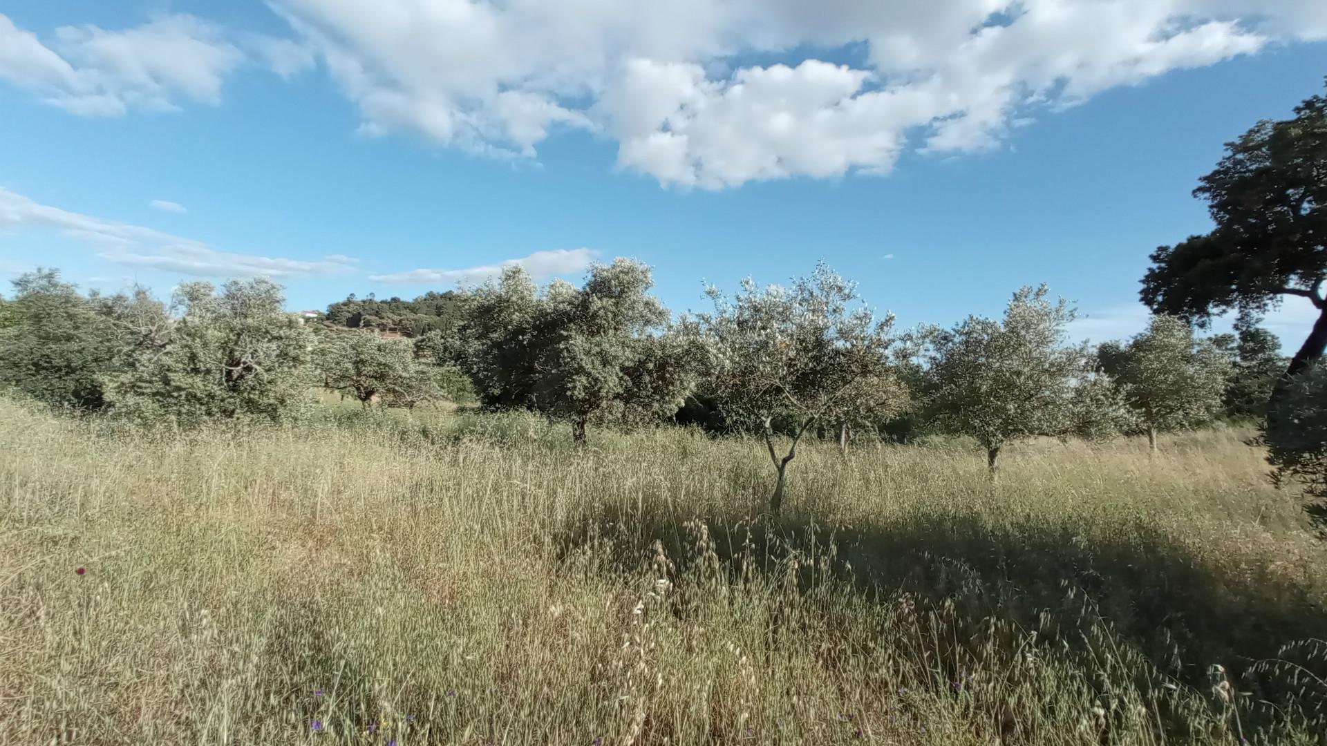 Quintinha em Aranhas