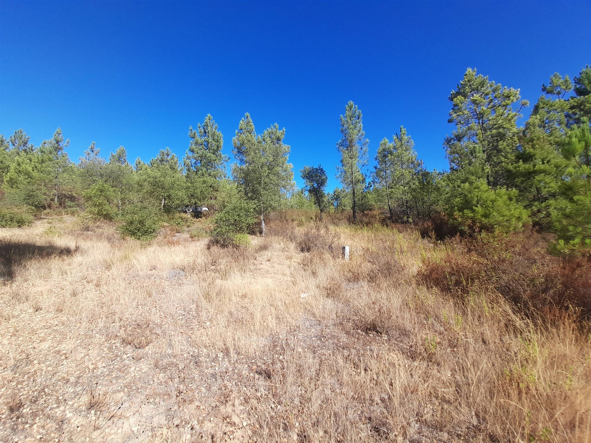 Terreno Rústico - 1320m2 - Sarzedas