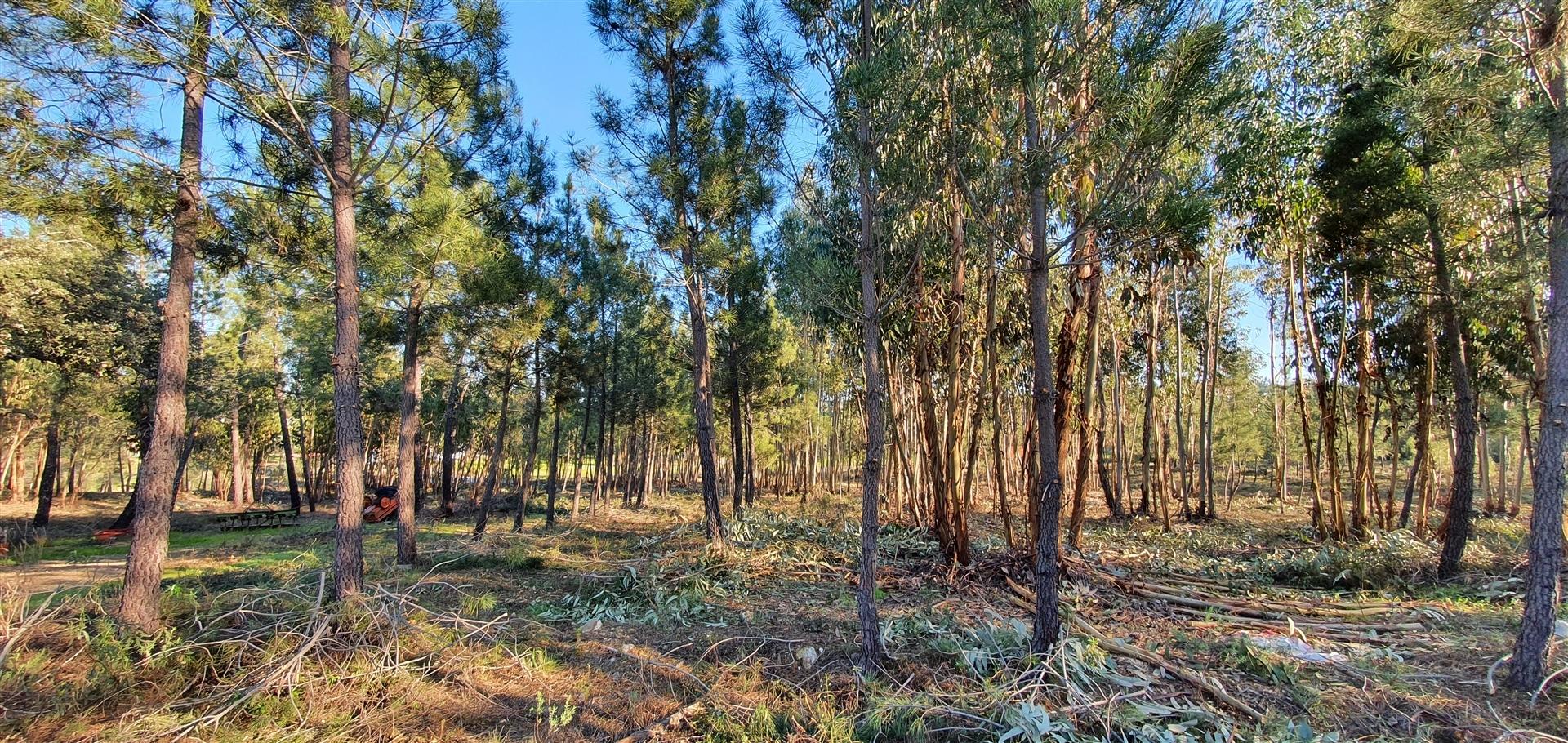 Quinta com 22.560m2 e casa para recuperar na freguesia das Sarzedas