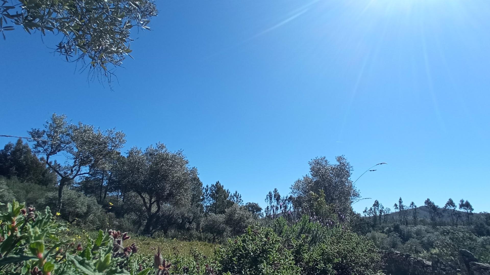 Terreno Rústico com 2640 m2, em Aranhas, Penamacor