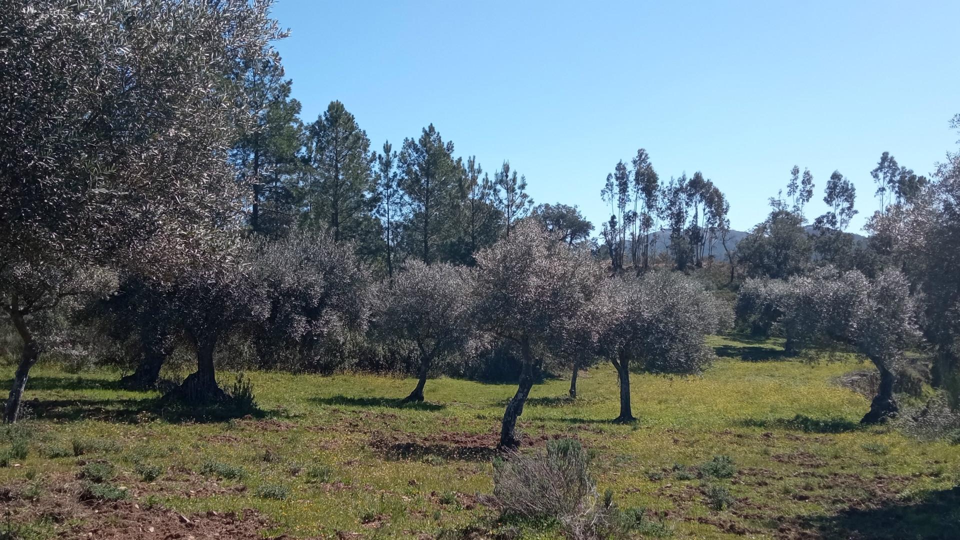 Terreno Rústico com 2640 m2, em Aranhas, Penamacor