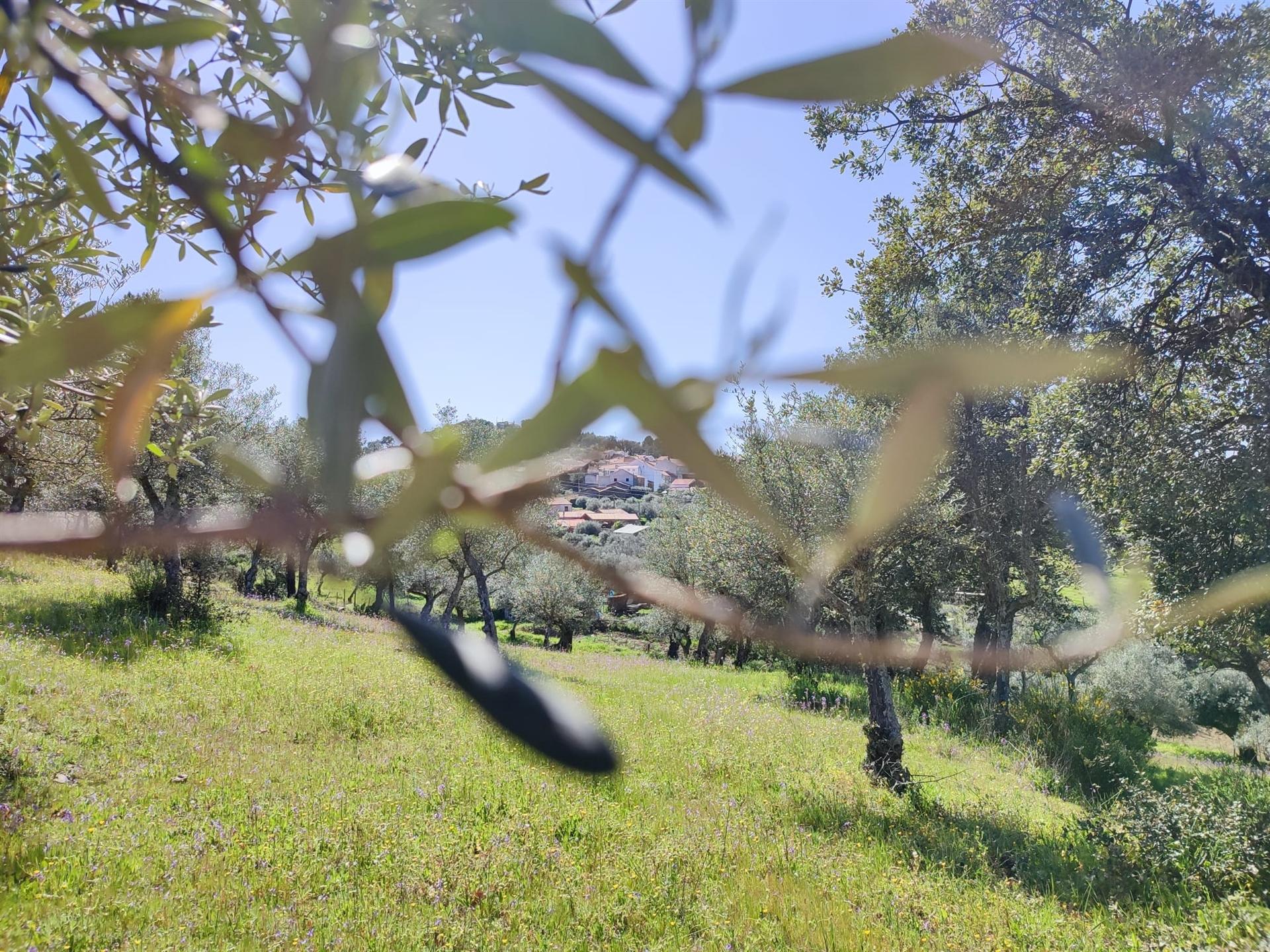 Terreno com 1600m2, situado na aldeia das Aranhas Penamacor.