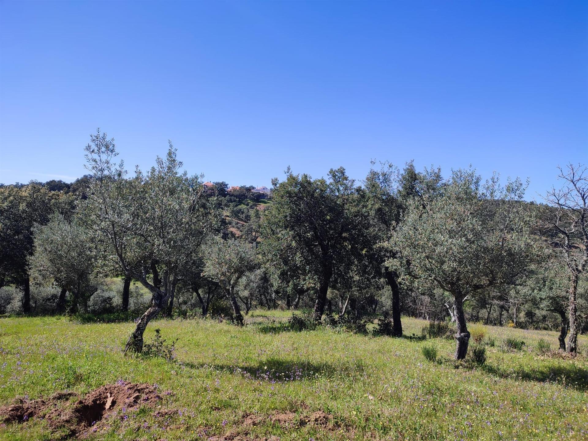 Terreno com 1600m2, situado na aldeia das Aranhas Penamacor.