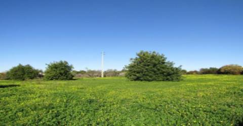 Terreno Rústico  Venda em Pechão,Olhão