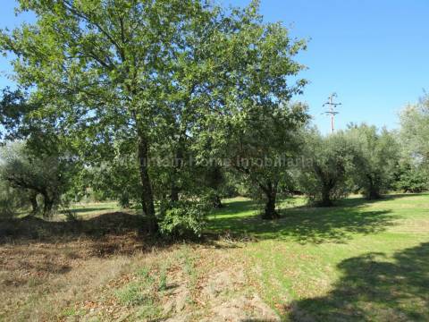 Quinta  Venda em Paranhos,Seia