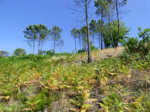 Quintinha  Venda em São Gião,Oliveira do Hospital
