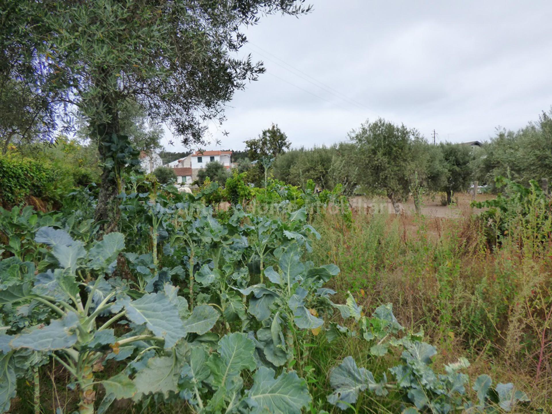 Terreno Para Construção  Venda em Rio Torto e Lagarinhos,Gouveia