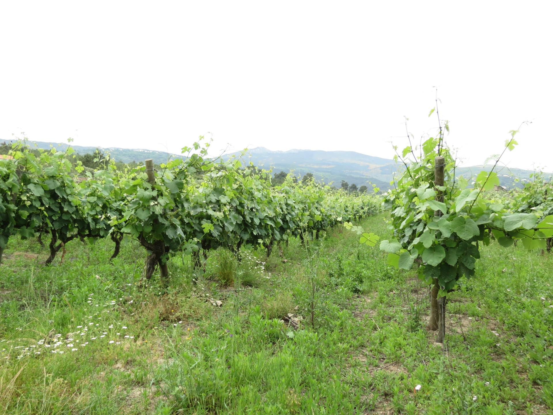 Quinta  Venda em Melo e Nabais,Gouveia