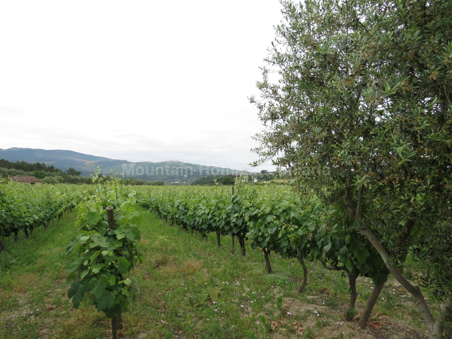 Quinta  Venda em Melo e Nabais,Gouveia