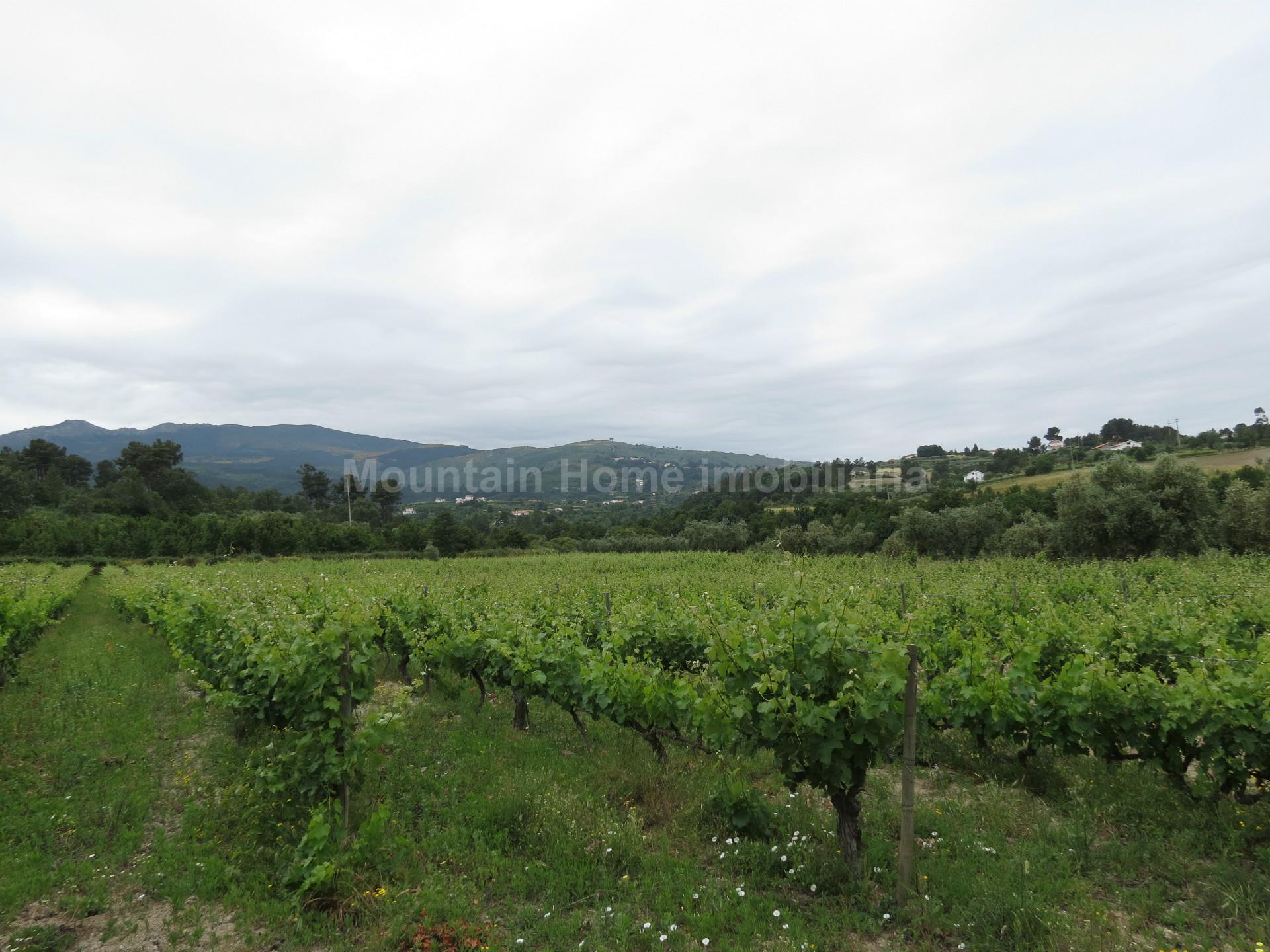 Quinta  Venda em Melo e Nabais,Gouveia