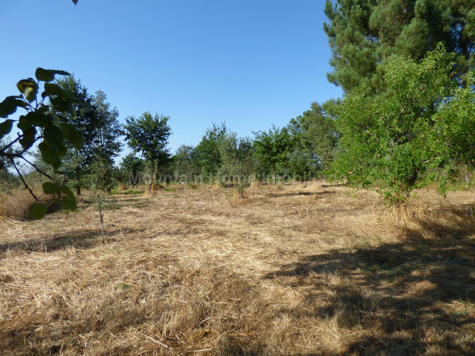 Terreno  Venda em Lagares,Oliveira do Hospital