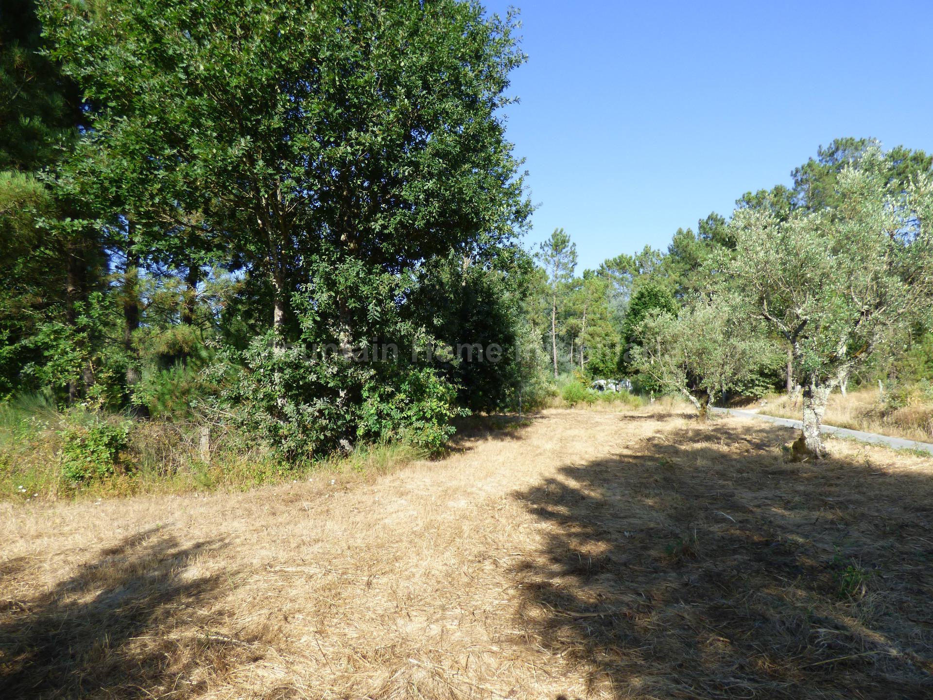 Terreno  Venda em Lagares,Oliveira do Hospital