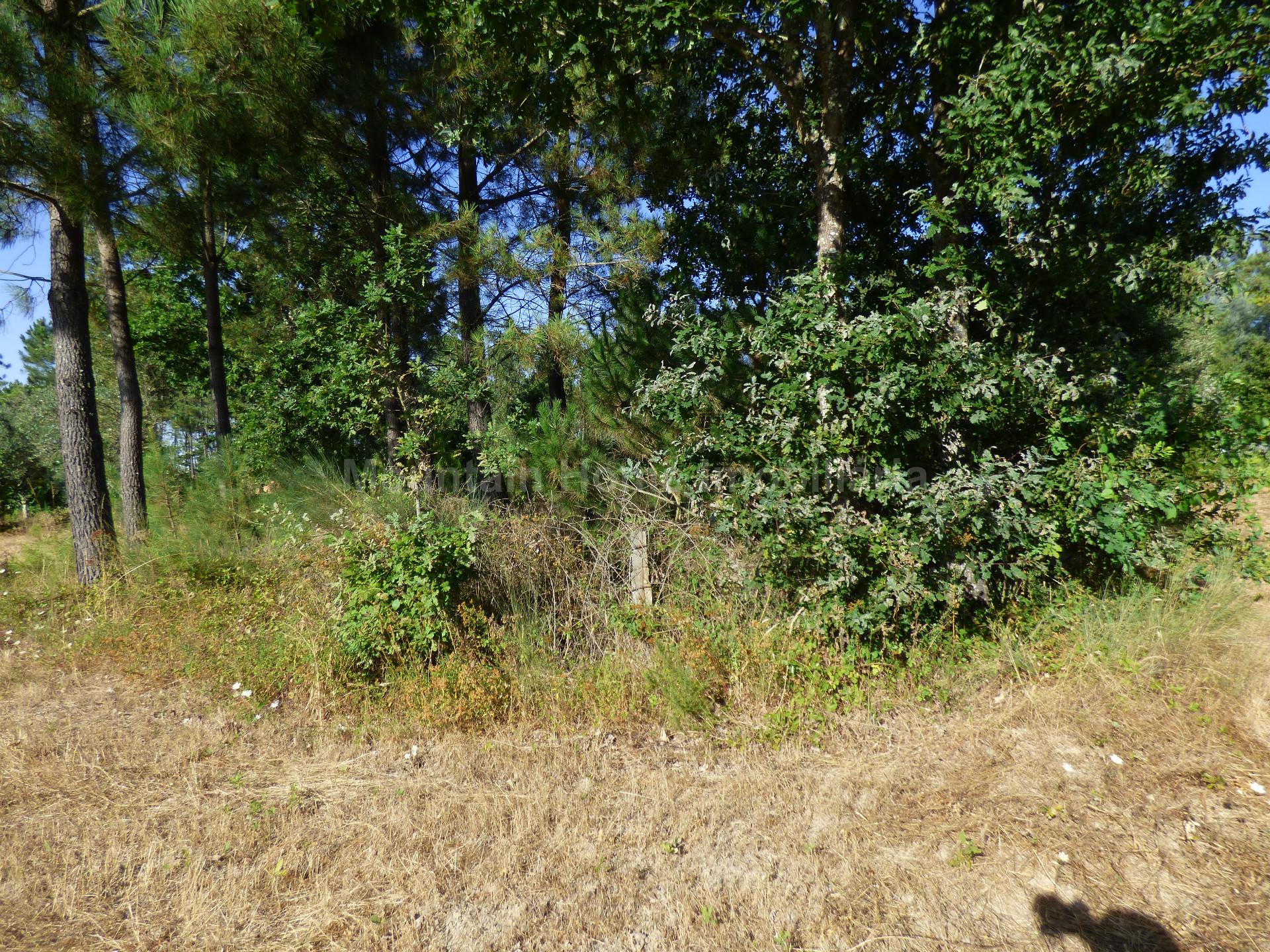 Terreno  Venda em Lagares,Oliveira do Hospital