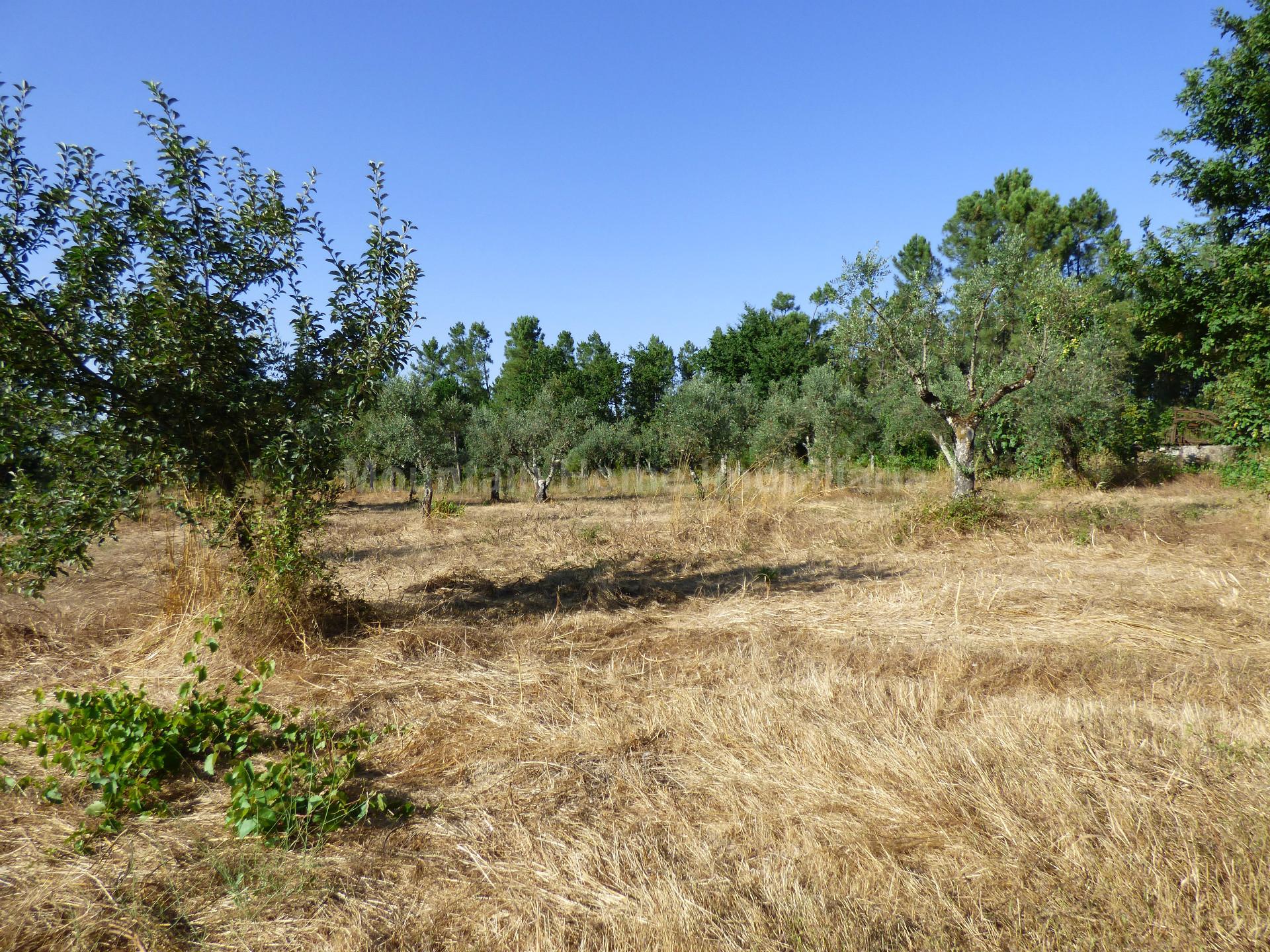 Terreno  Venda em Lagares,Oliveira do Hospital