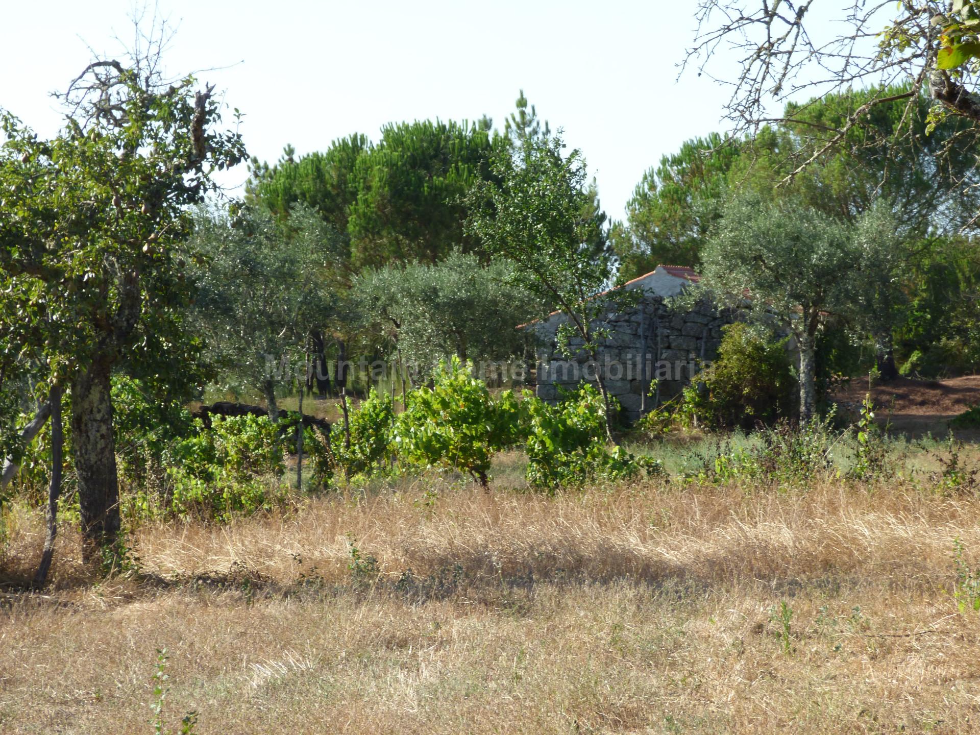 Quintinha  Venda em Lagares,Oliveira do Hospital