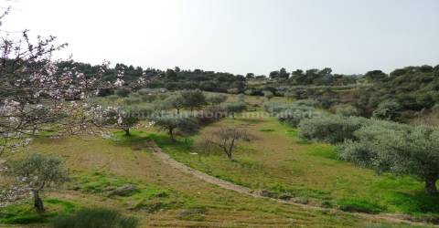 Quintinha  Venda em Sobral da Serra,Guarda