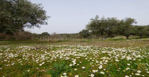Quintinha  Venda em Sobral da Serra,Guarda