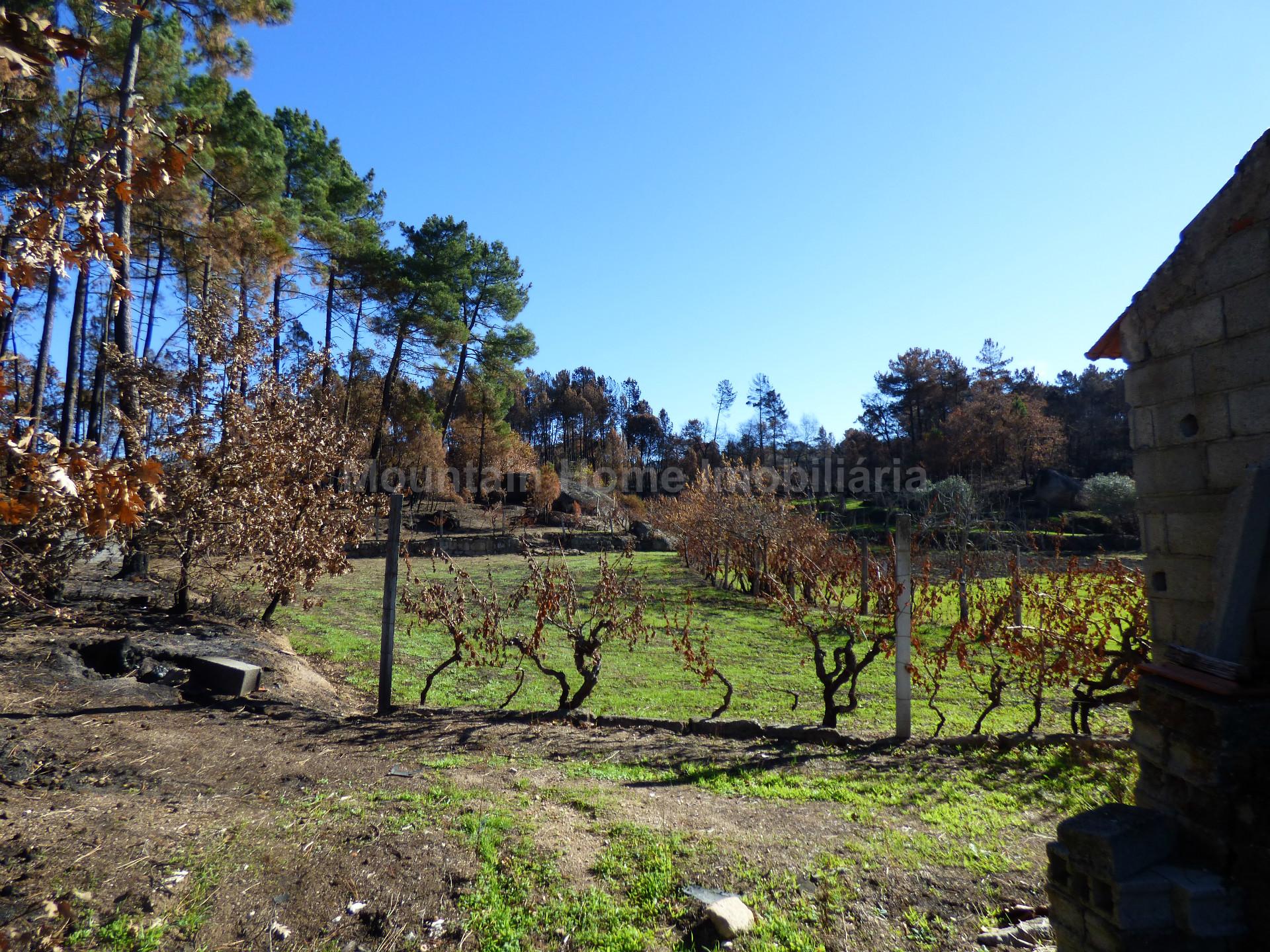 Quintinha  Venda em Sameice e Santa Eulália,Seia