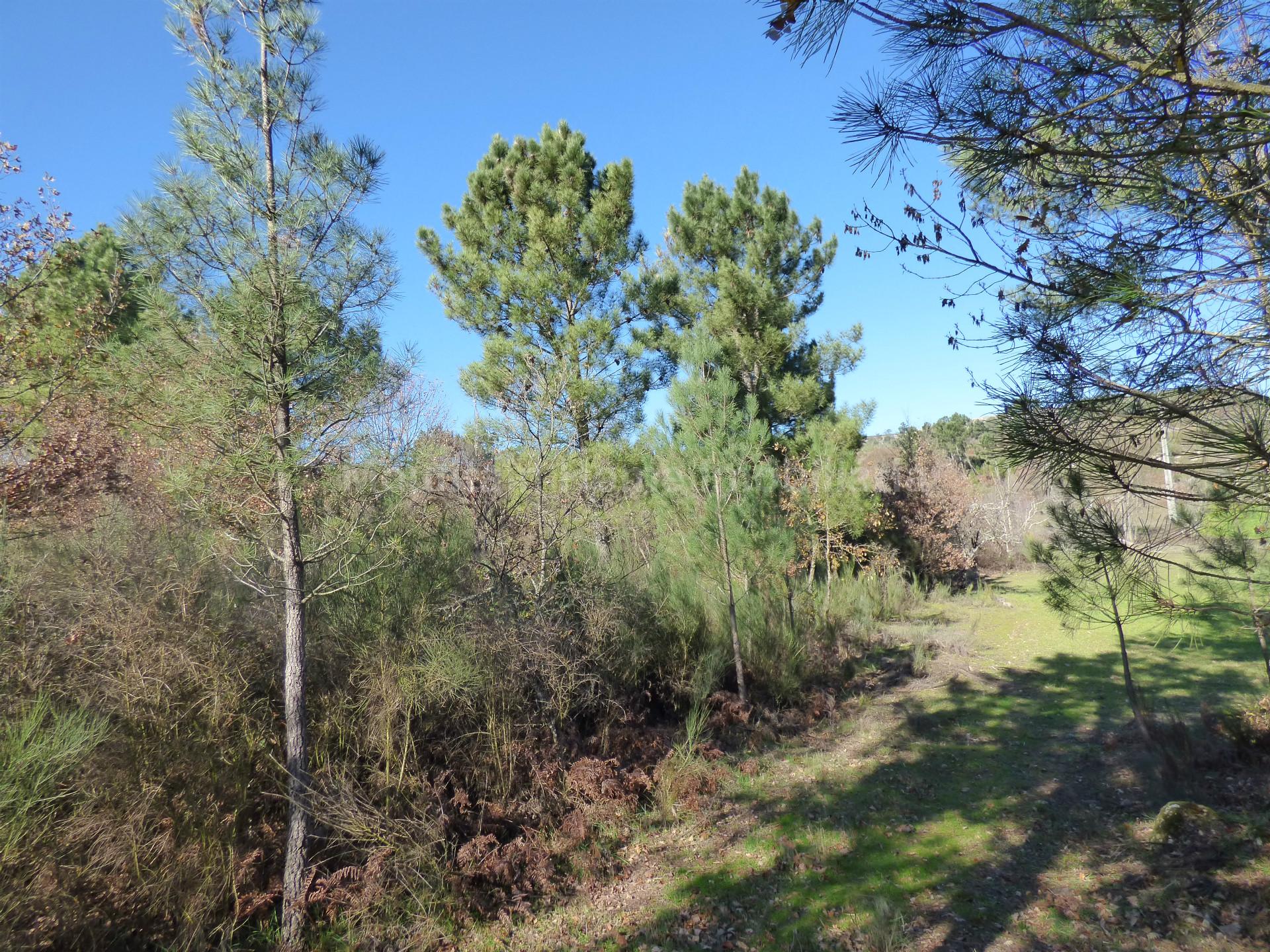 Terreno  Venda em Abrunhosa-a-Velha,Mangualde