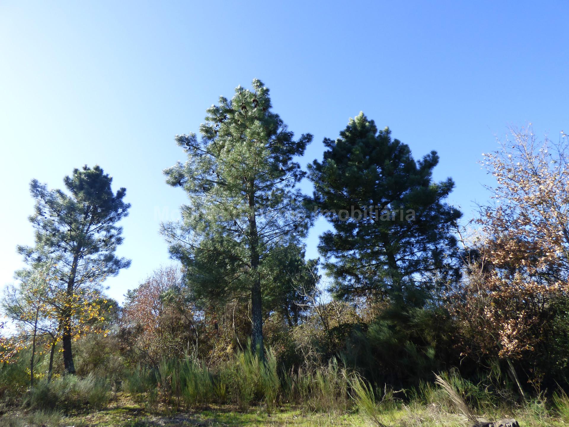 Terreno  Venda em Abrunhosa-a-Velha,Mangualde