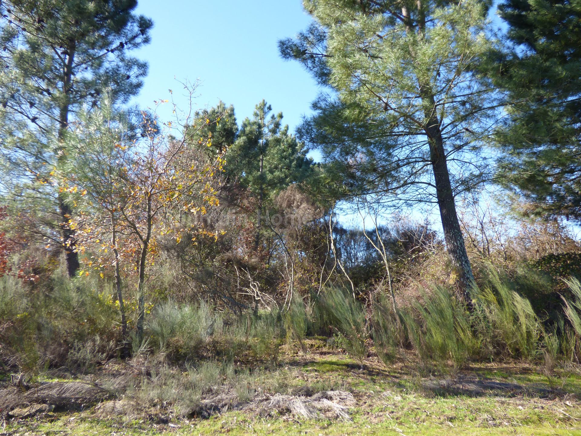 Terreno  Venda em Abrunhosa-a-Velha,Mangualde