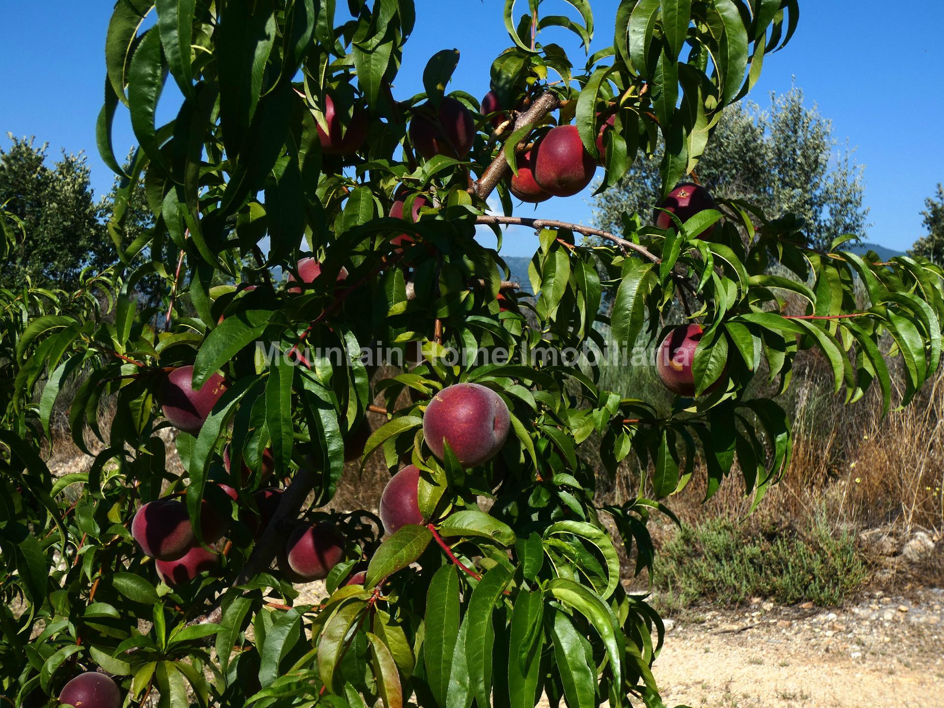 Quinta  Venda em Belmonte e Colmeal da Torre,Belmonte