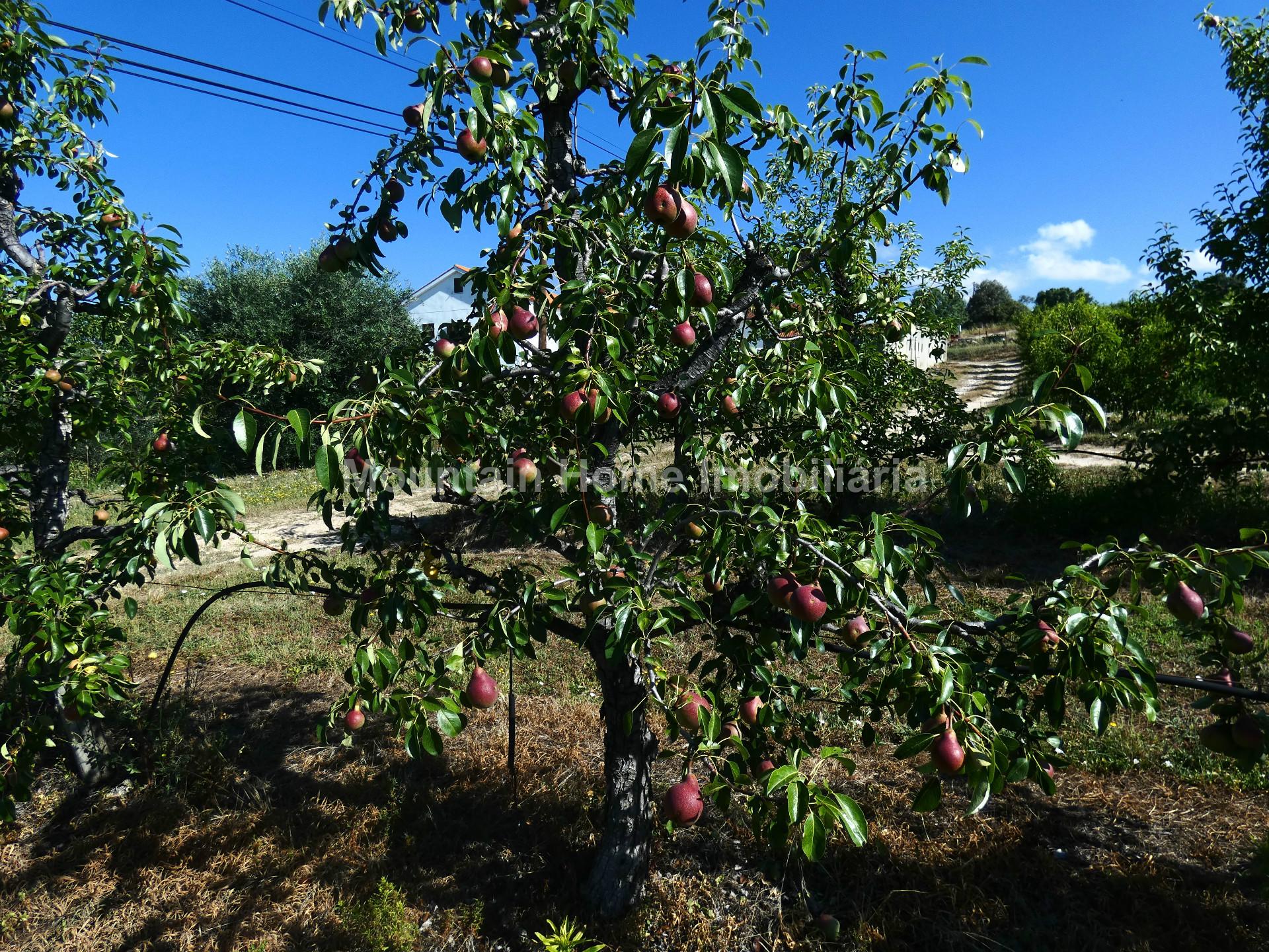 Quinta  Venda em Belmonte e Colmeal da Torre,Belmonte