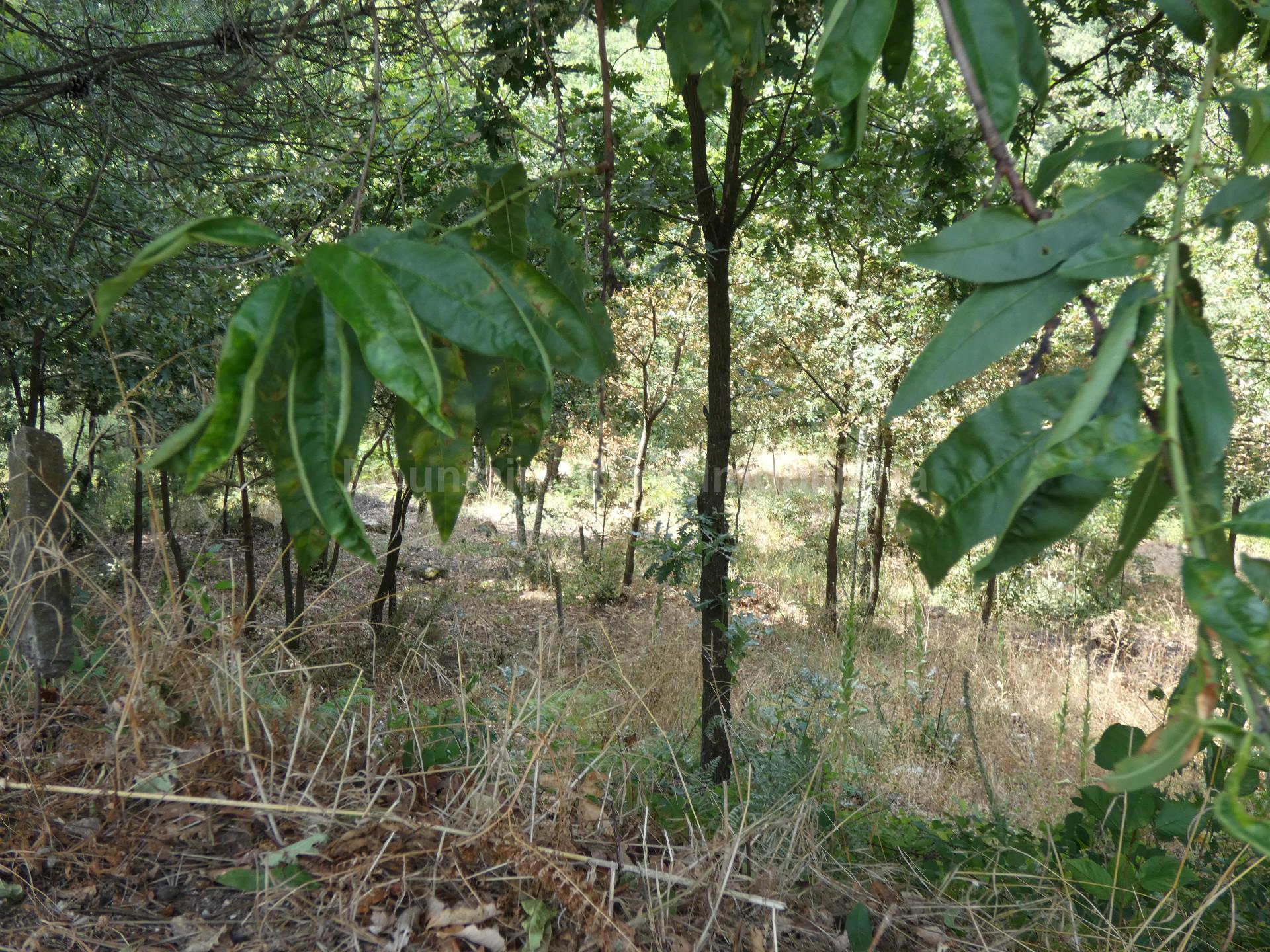 Terreno Para Construção  Venda em Seia, São Romão e Lapa dos Dinheiros,Seia