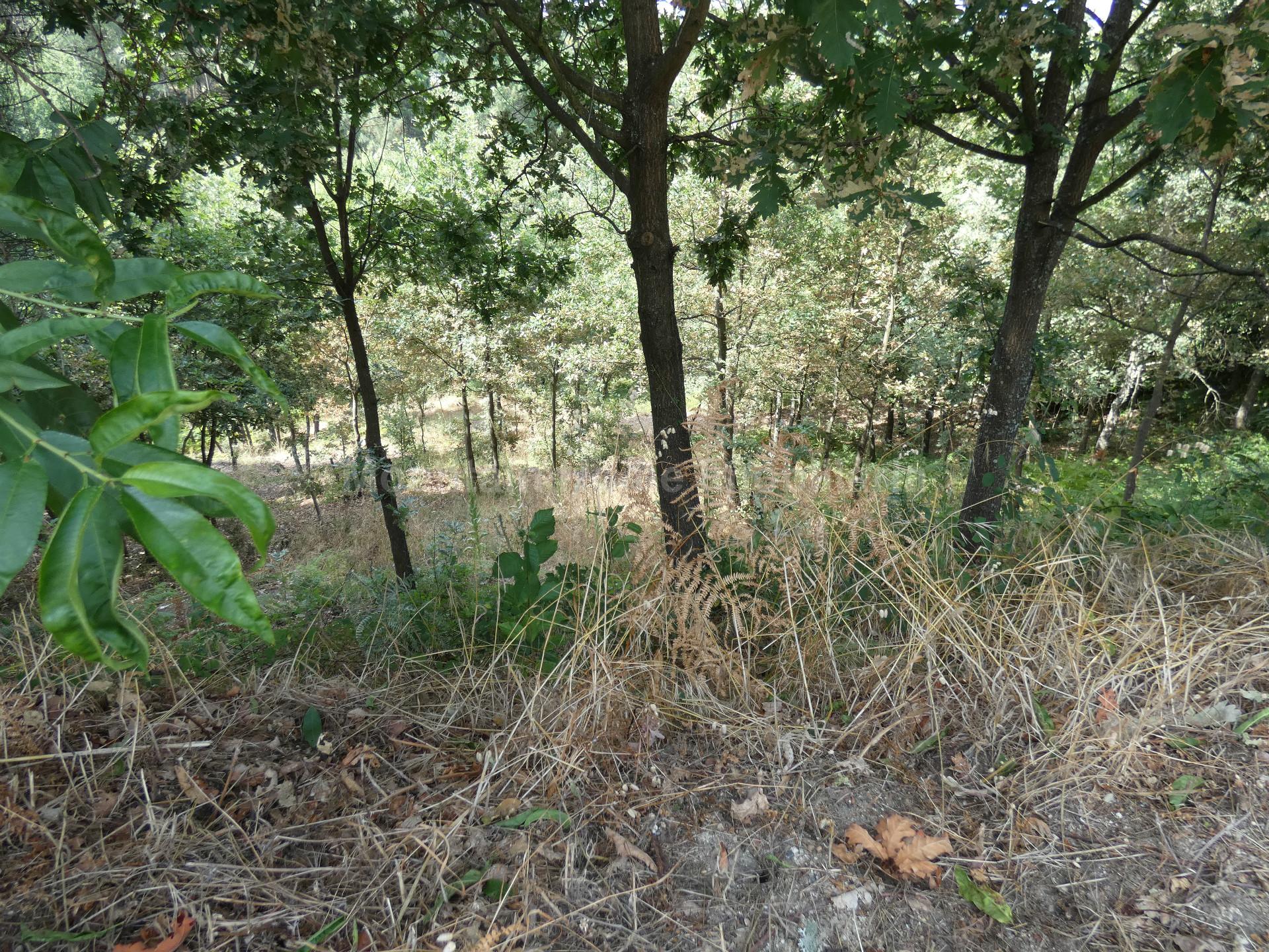 Terreno Para Construção  Venda em Seia, São Romão e Lapa dos Dinheiros,Seia