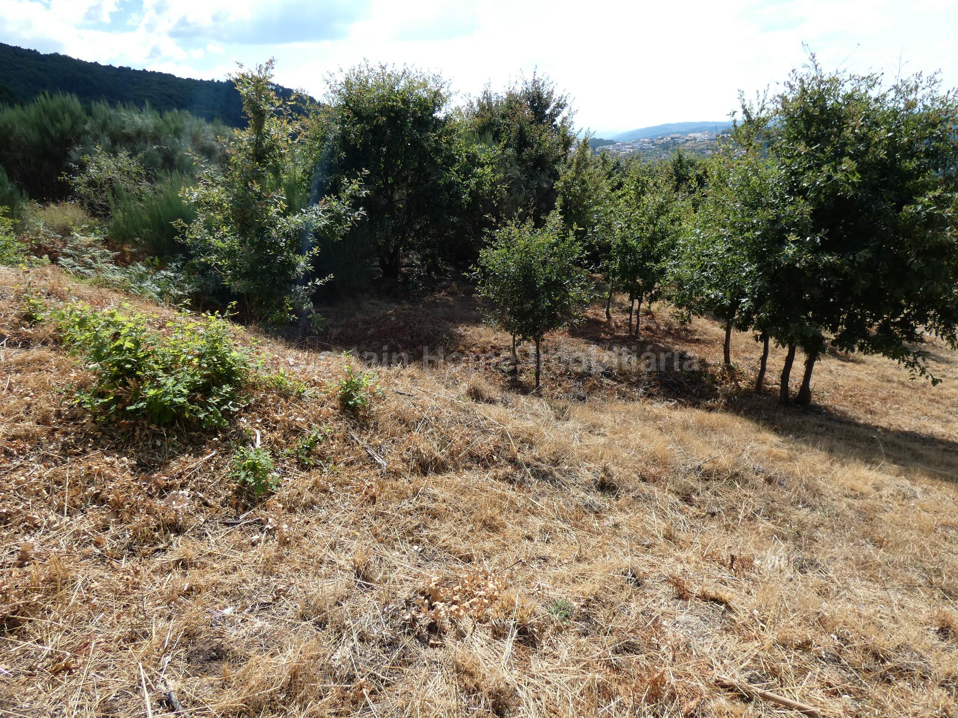 Lote de Terreno  Venda em Seia, São Romão e Lapa dos Dinheiros,Seia