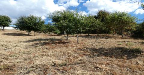 Lote de Terreno  Venda em Seia, São Romão e Lapa dos Dinheiros,Seia