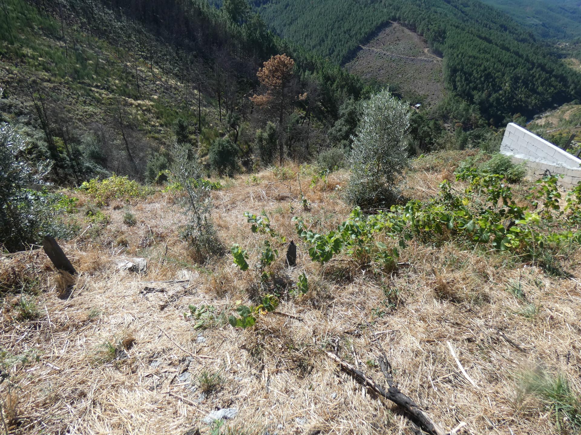 Terreno Para Construção  Venda em Seia, São Romão e Lapa dos Dinheiros,Seia