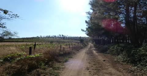 Quintinha  Venda em São Gião,Oliveira do Hospital