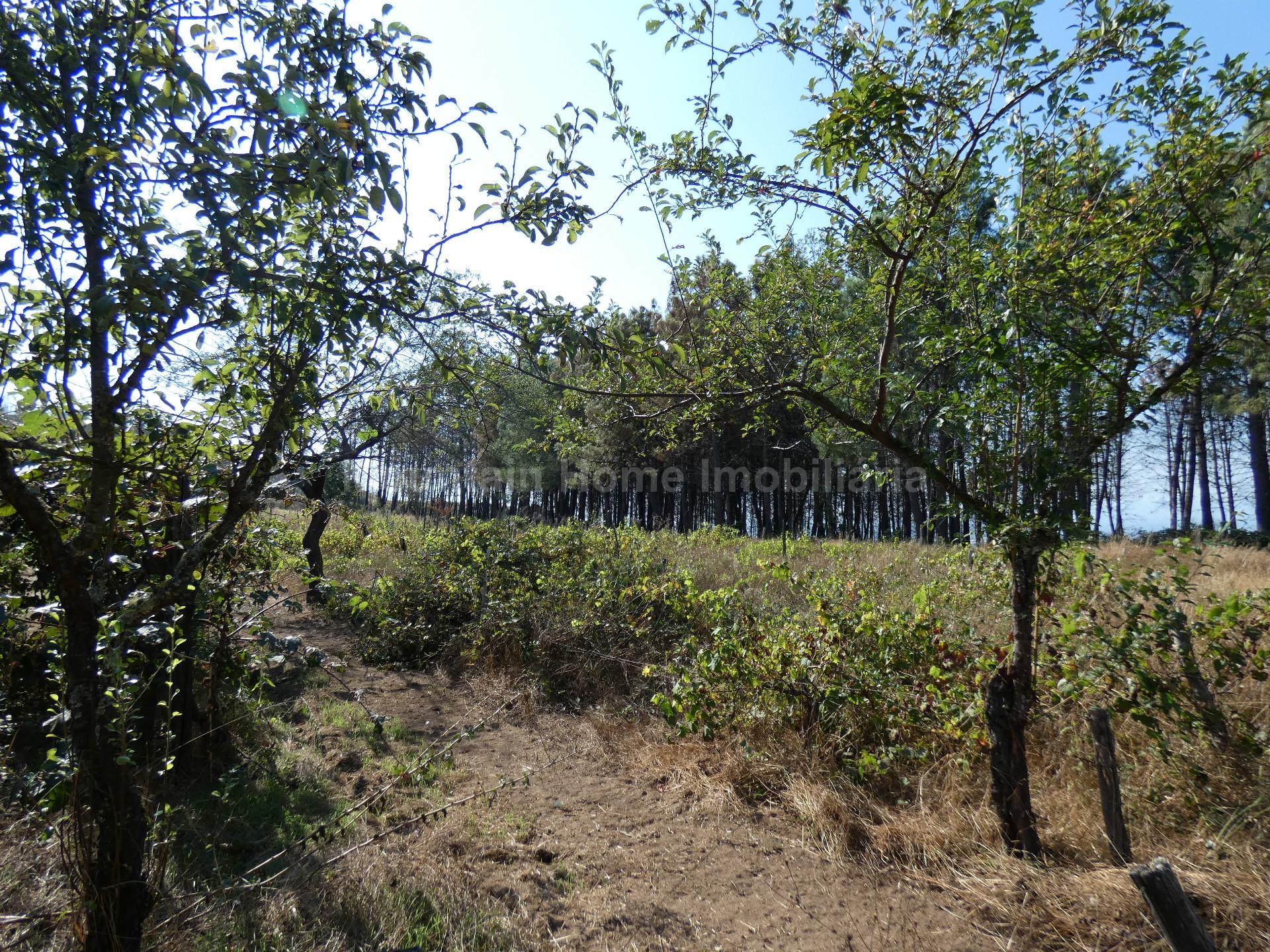 Quintinha  Venda em São Gião,Oliveira do Hospital