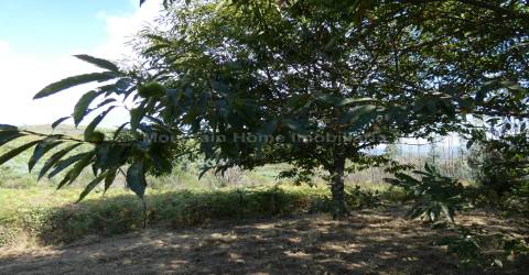 Quintinha  Venda em São Gião,Oliveira do Hospital