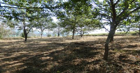 Quintinha  Venda em São Gião,Oliveira do Hospital