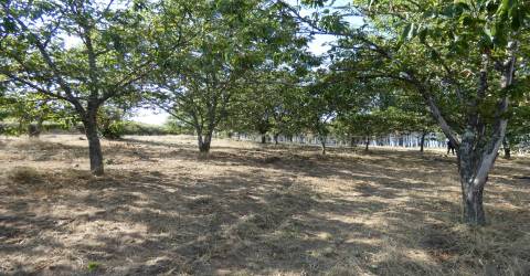 Quintinha  Venda em São Gião,Oliveira do Hospital