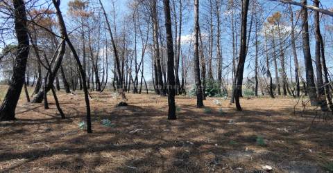Quintinha  Venda em Arcozelo,Gouveia