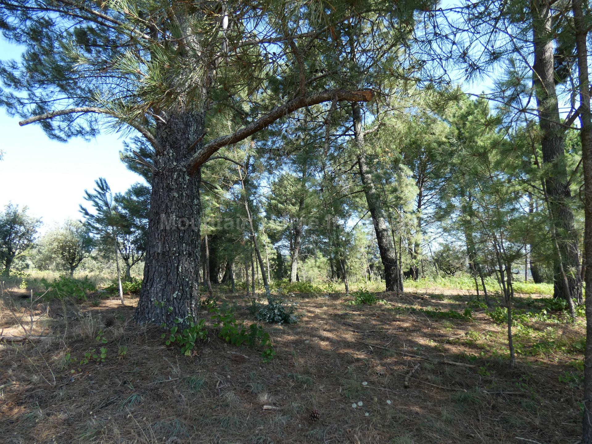 Terreno  Venda em Cativelos,Gouveia