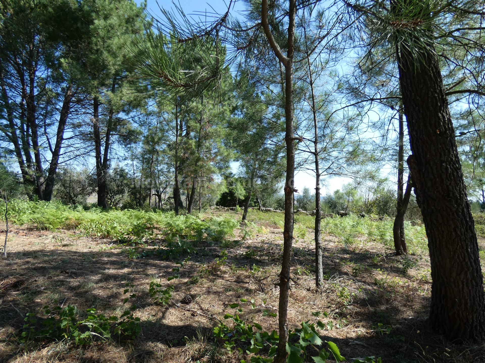 Terreno  Venda em Cativelos,Gouveia