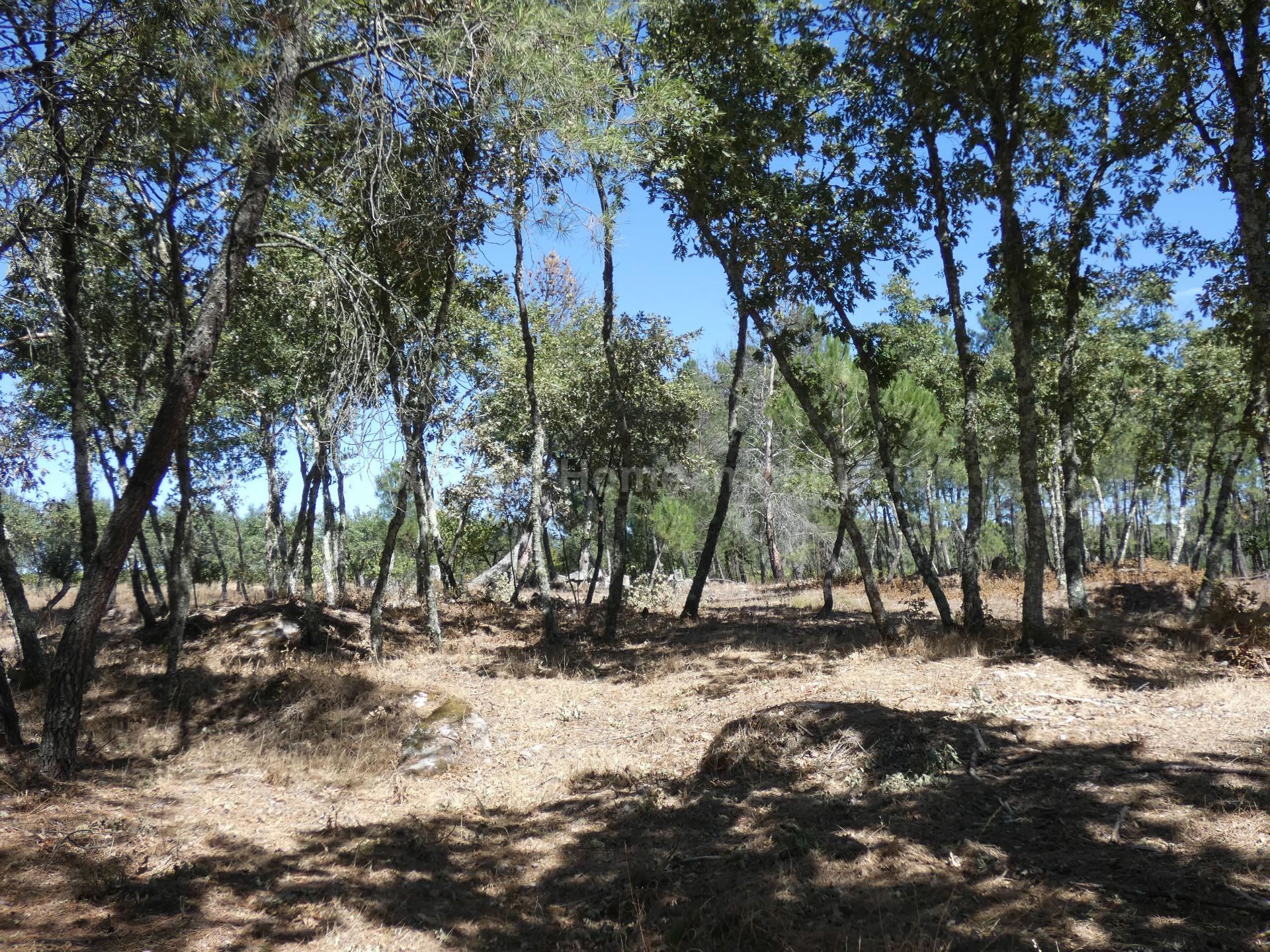 Quinta  Venda em Vila Nova de Tazem,Gouveia